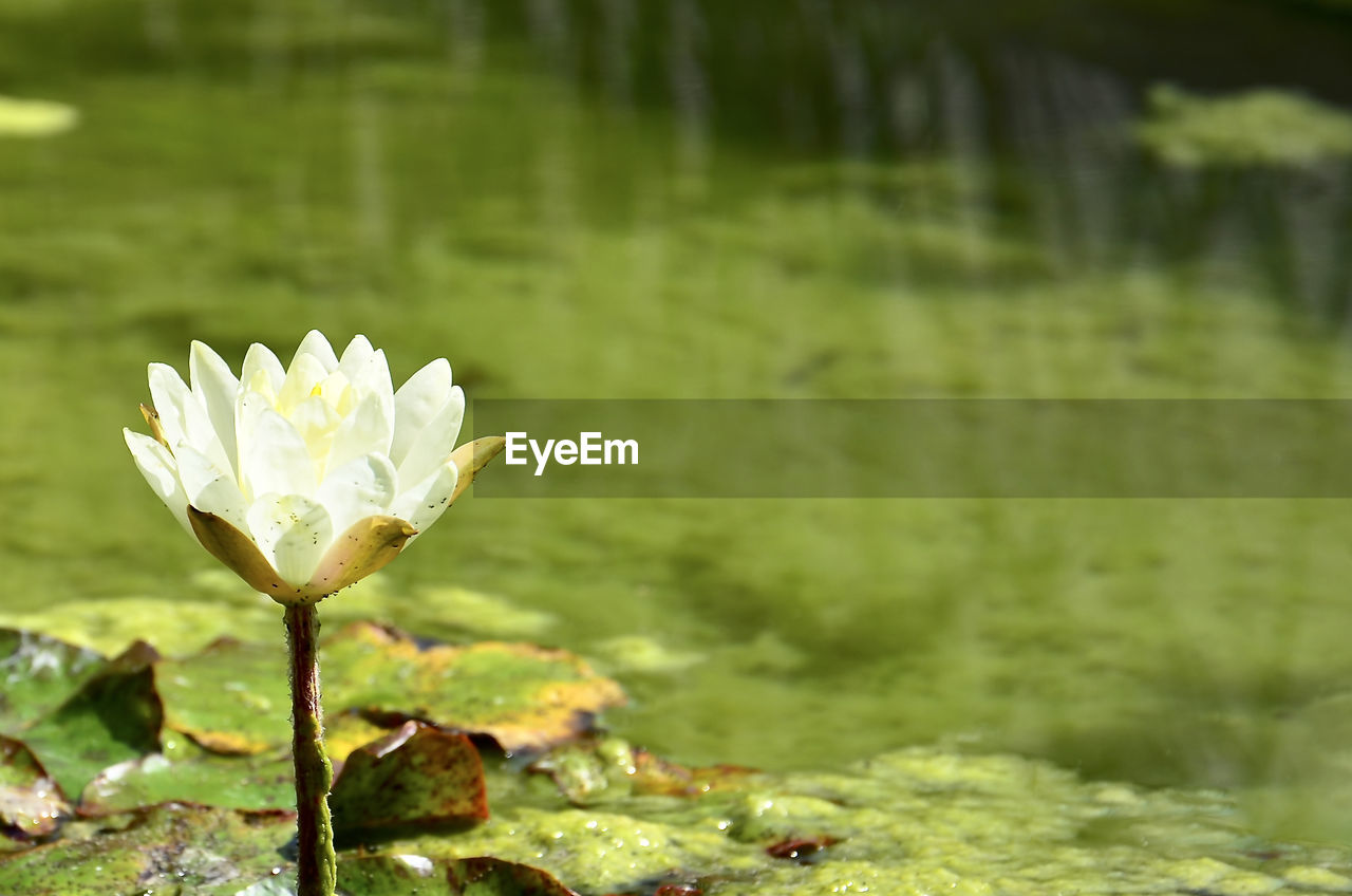 CLOSE-UP OF LOTUS WATER LILY IN LAKE