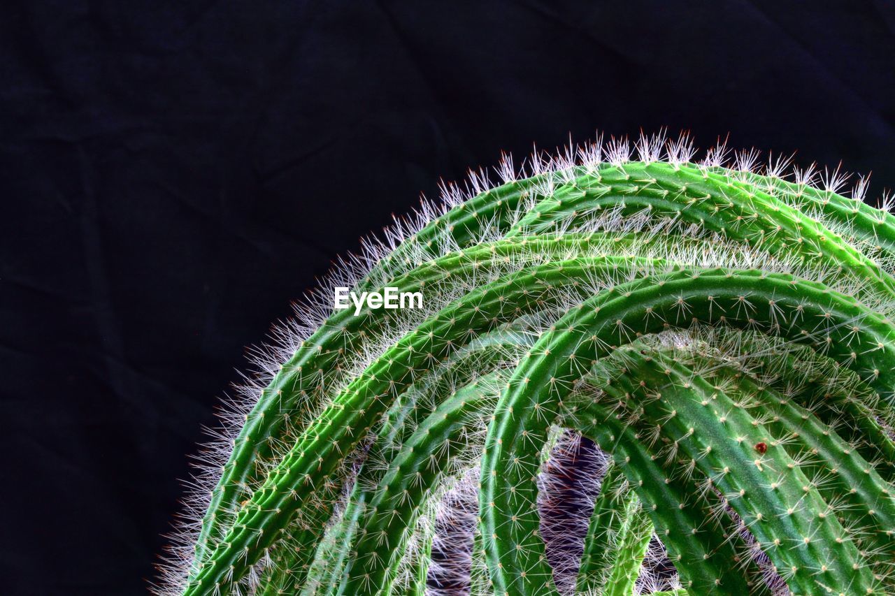 CLOSE-UP OF FERN CACTUS