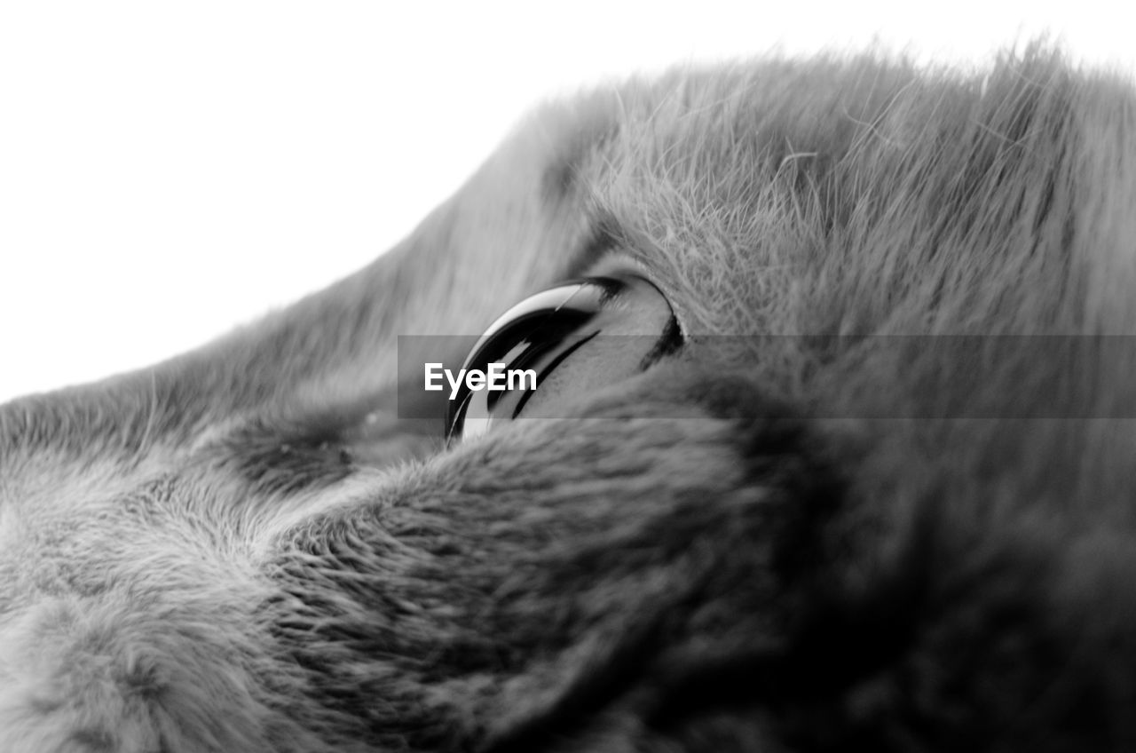 Close-up of cat eye against clear sky