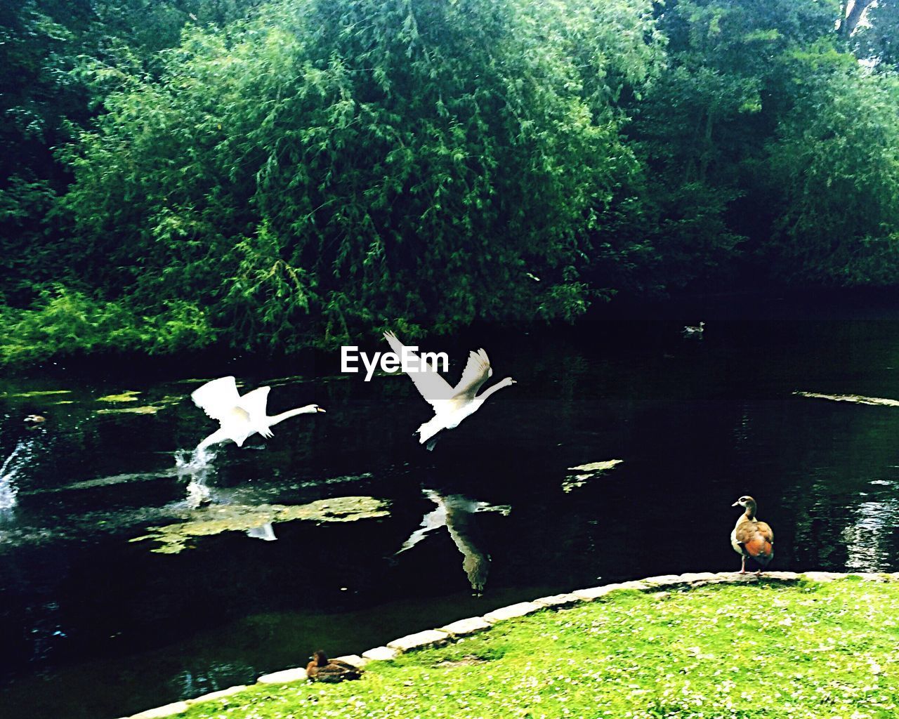 Swans flying over lake against trees