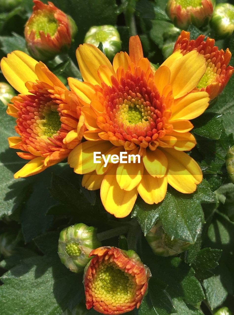 CLOSE-UP OF FLOWERS BLOOMING OUTDOORS