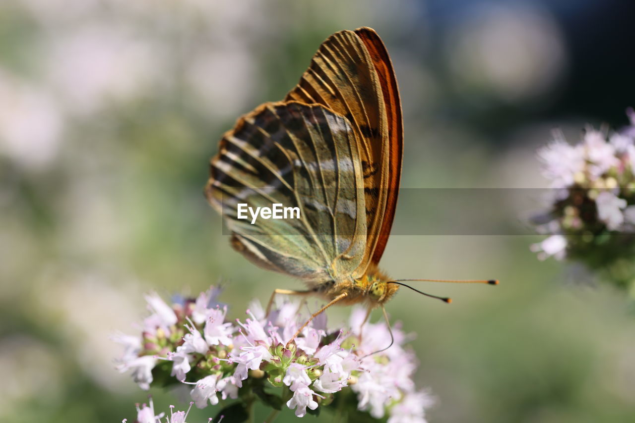 Close-up of butterfly pollinating on flower