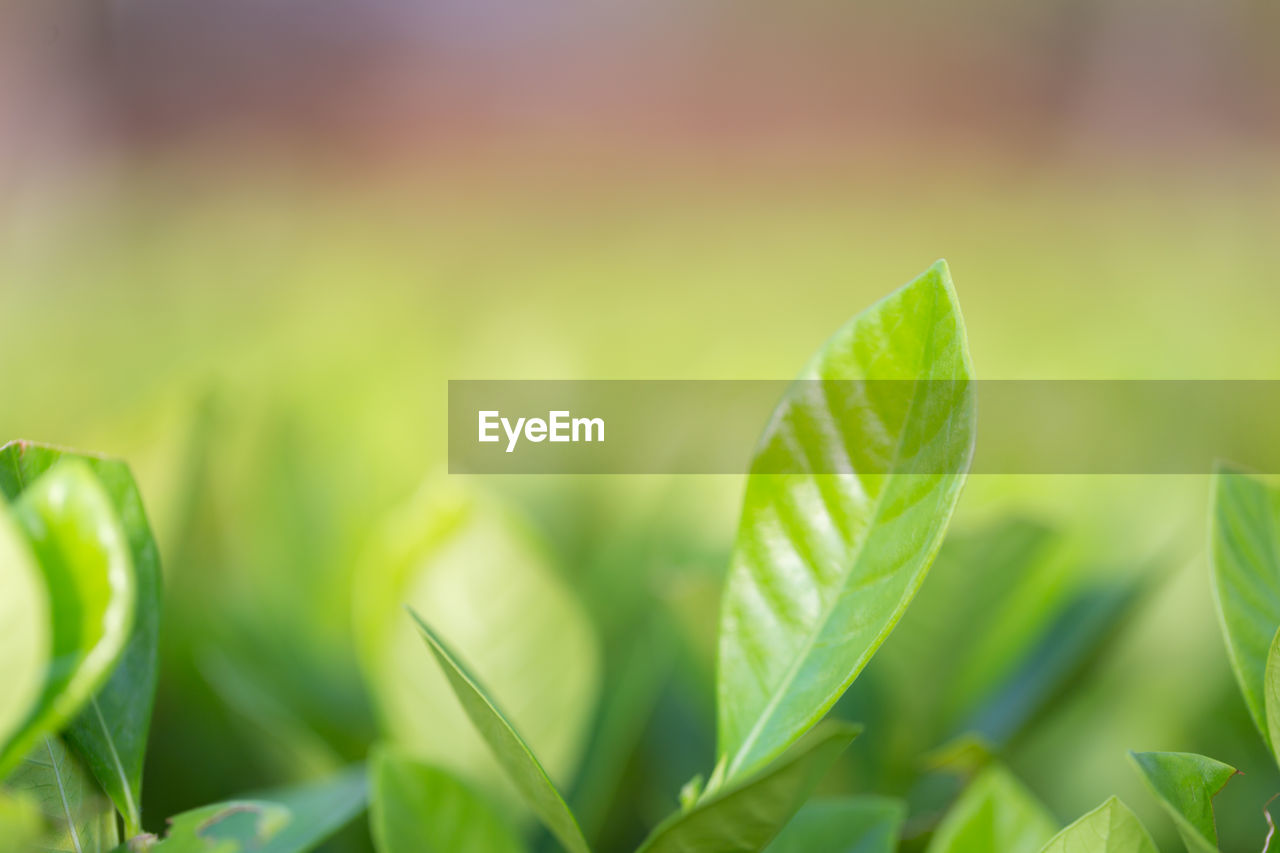 Nature view of green leaf on blurred greenery background in garden,green nature concept.