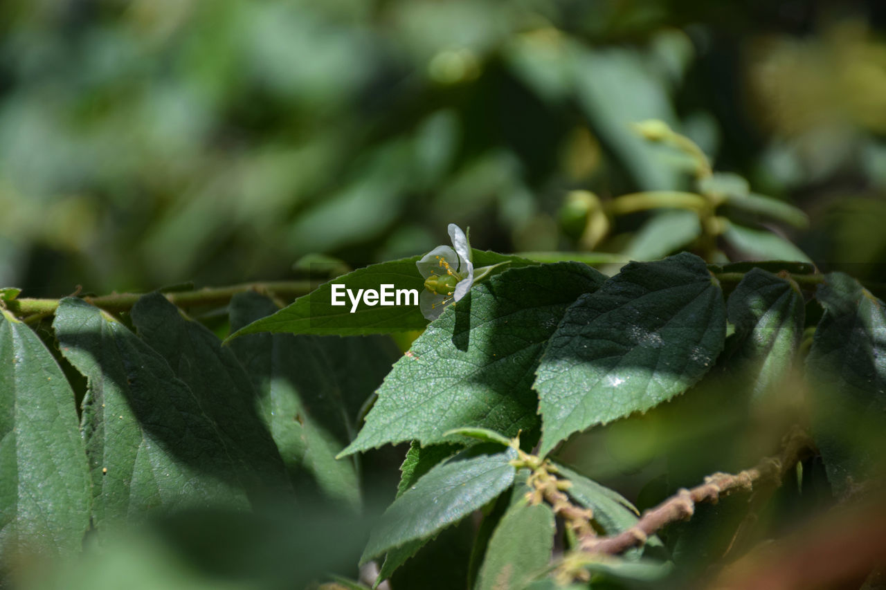 CLOSE-UP OF GRASSHOPPER ON LEAF