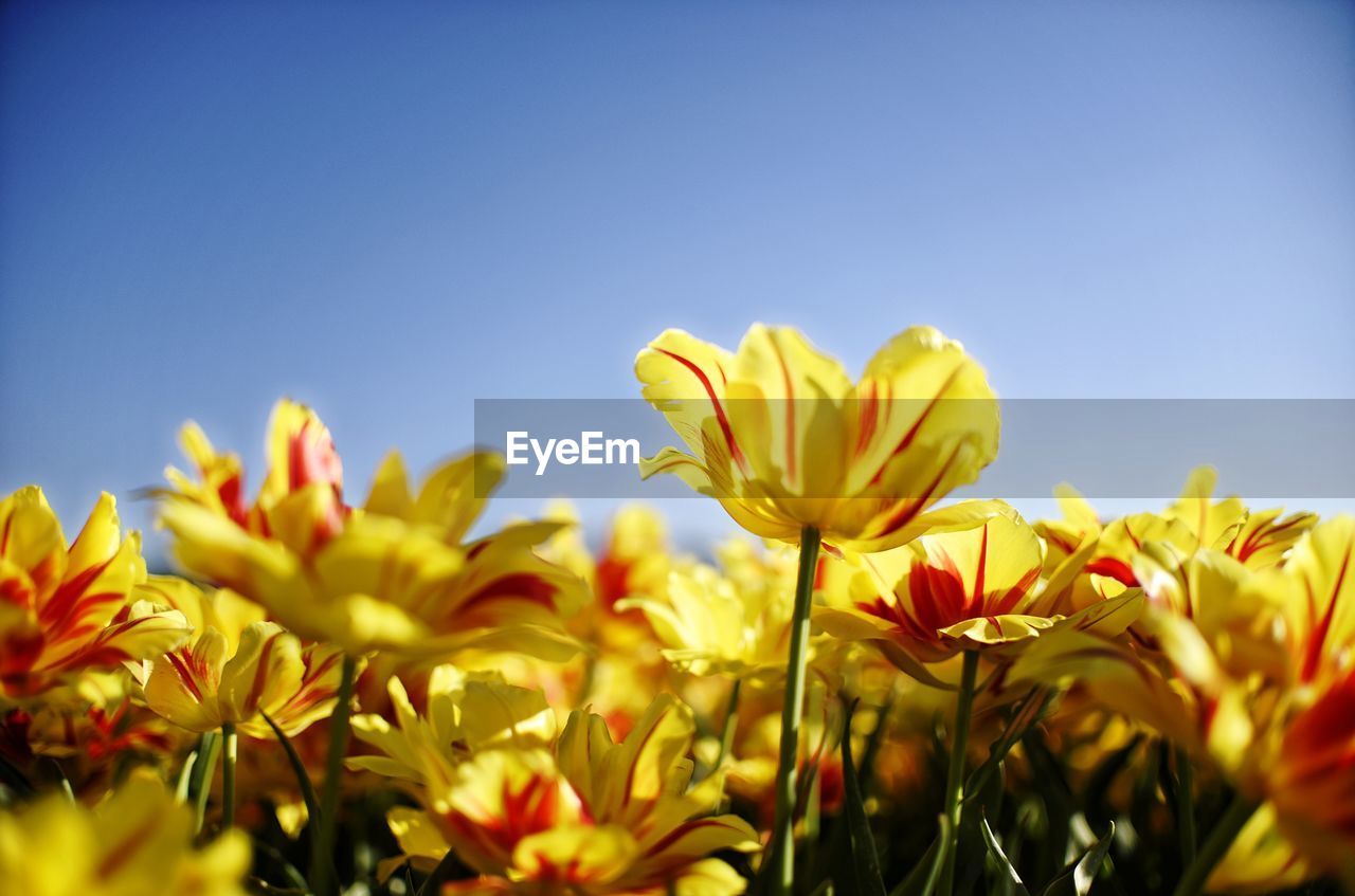 Low angle view of yellow flowering plants against clear sky