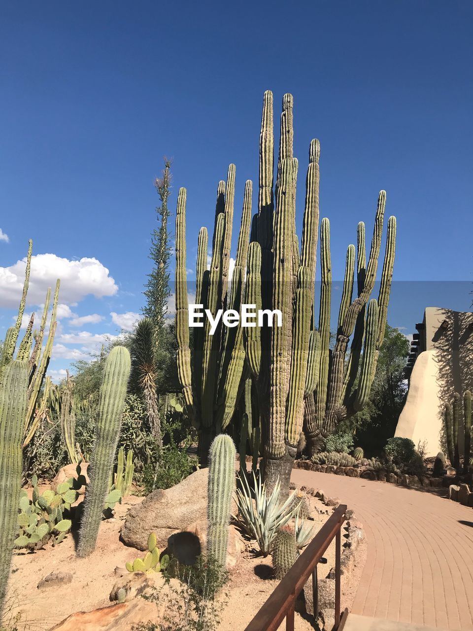 CACTUS PLANTS GROWING ON FIELD AGAINST SKY