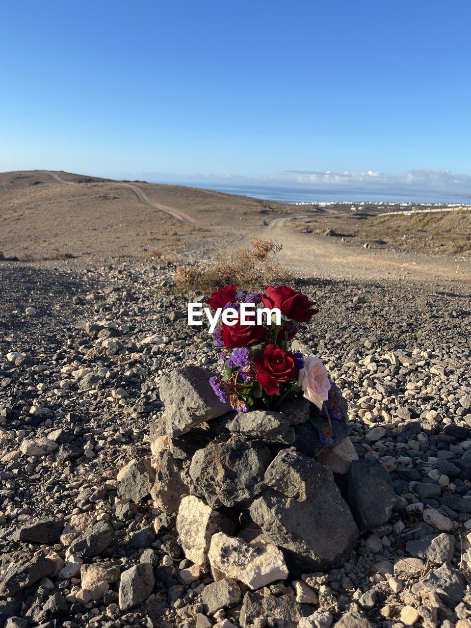 flower, flowering plant, nature, plant, beauty in nature, sea, terrain, rock, land, day, beach, water, blue, sunlight, outdoors, no people, coast, high angle view, freshness, sky, wall, rose, cliff, sunny, geology, flower arrangement, red, leaf