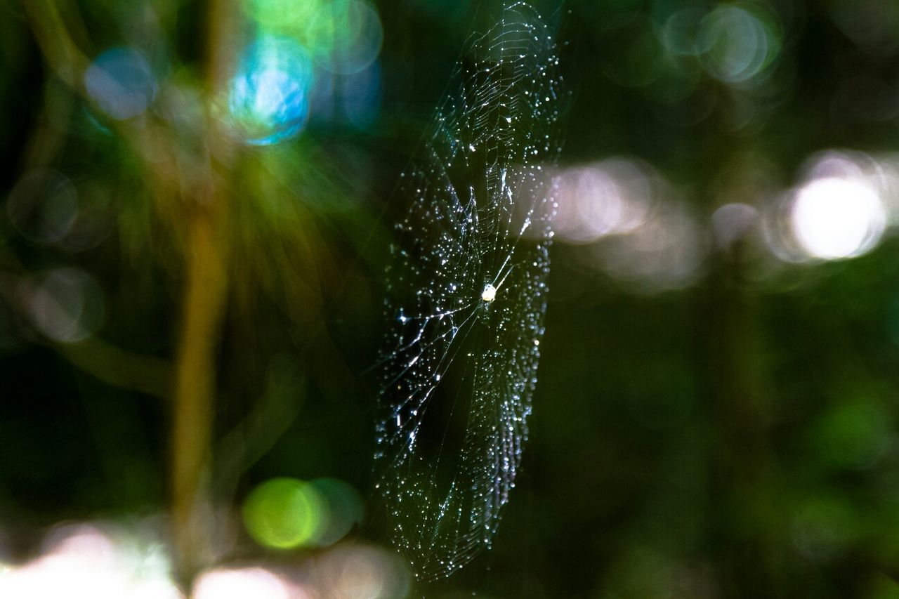 Close-up of spider web against blurred background