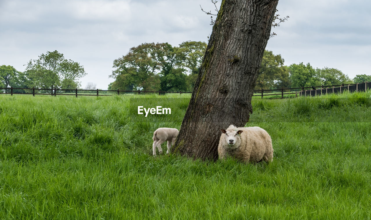 SHEEP IN THE FIELD