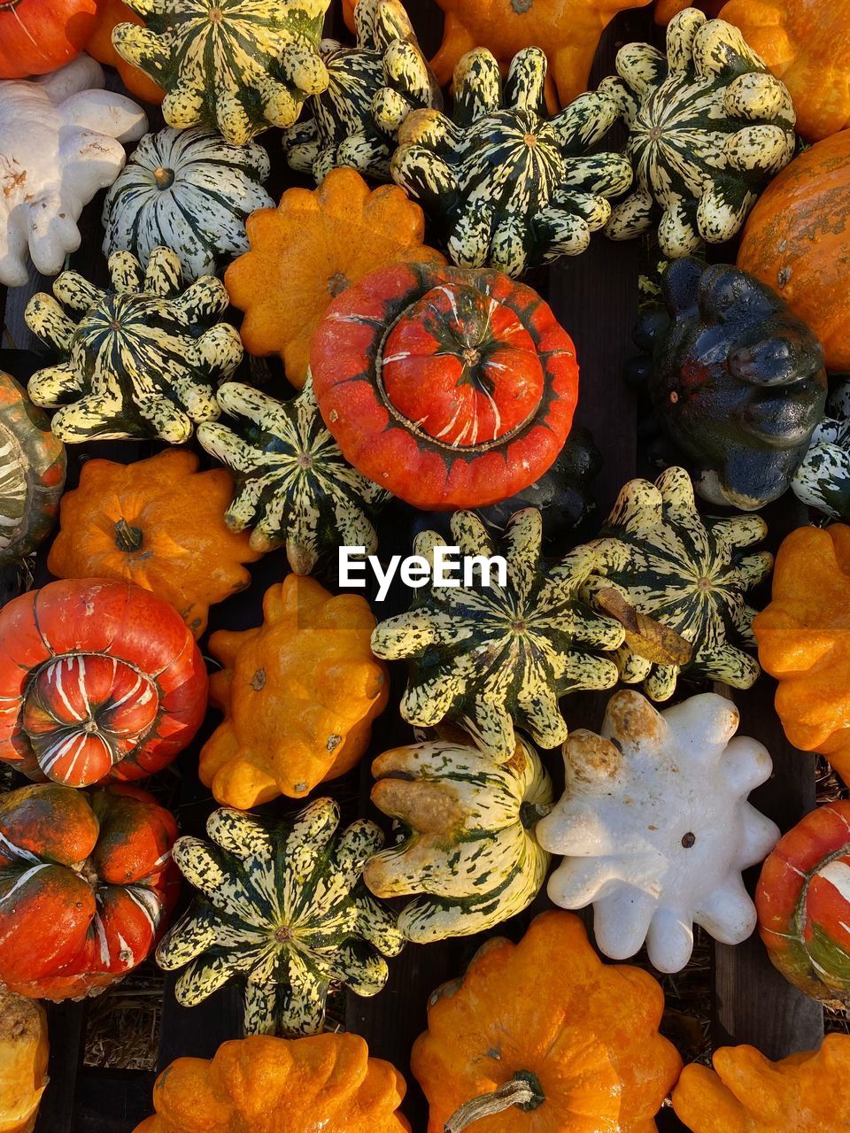 High angle view of funny shaped colorful pumpkins for sale in market