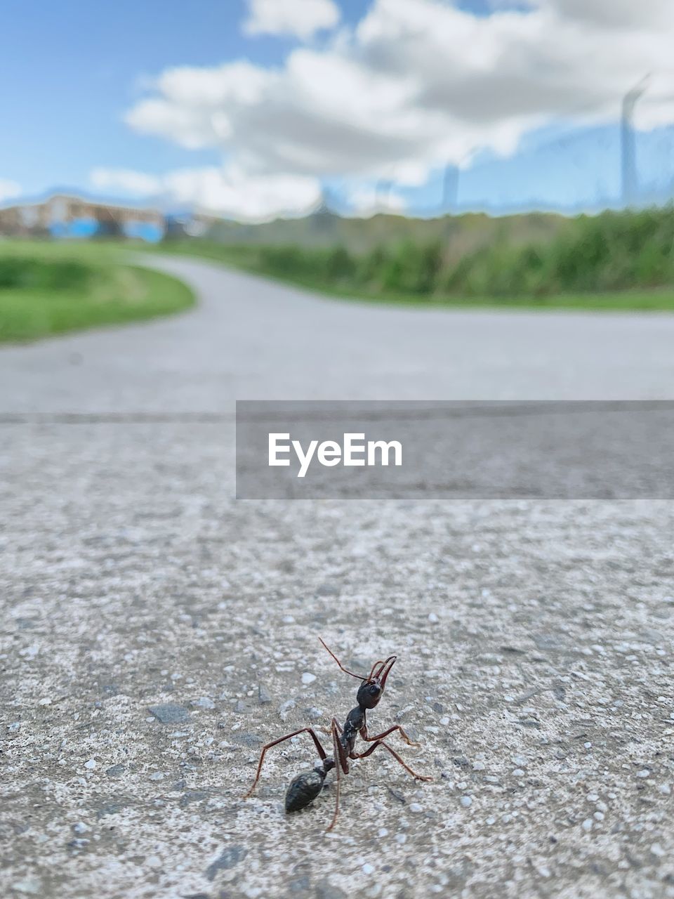 VIEW OF INSECT ON ROAD