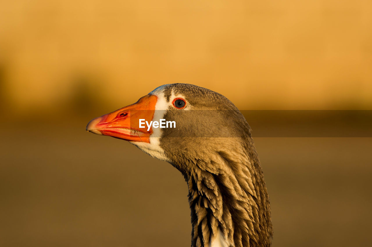 Close-up of greylag goose