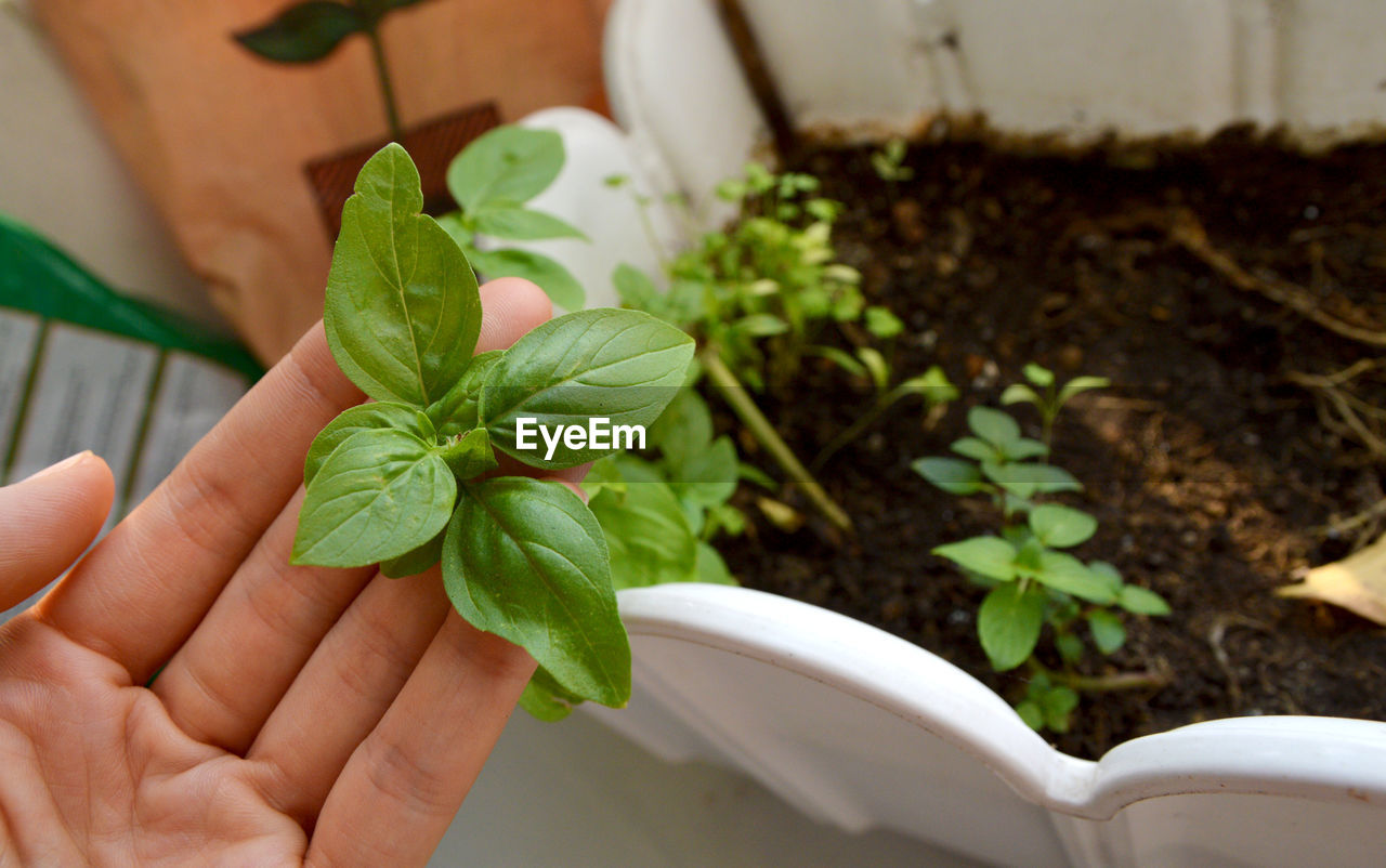 Cropped hand holding sweet basil leaves in background of garden soil and container