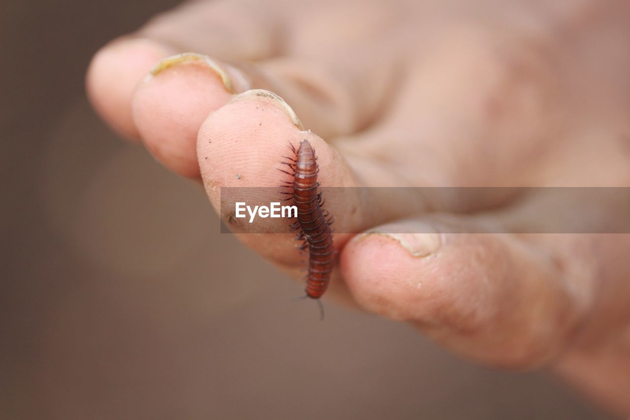 Close-up of earthworm on human hand