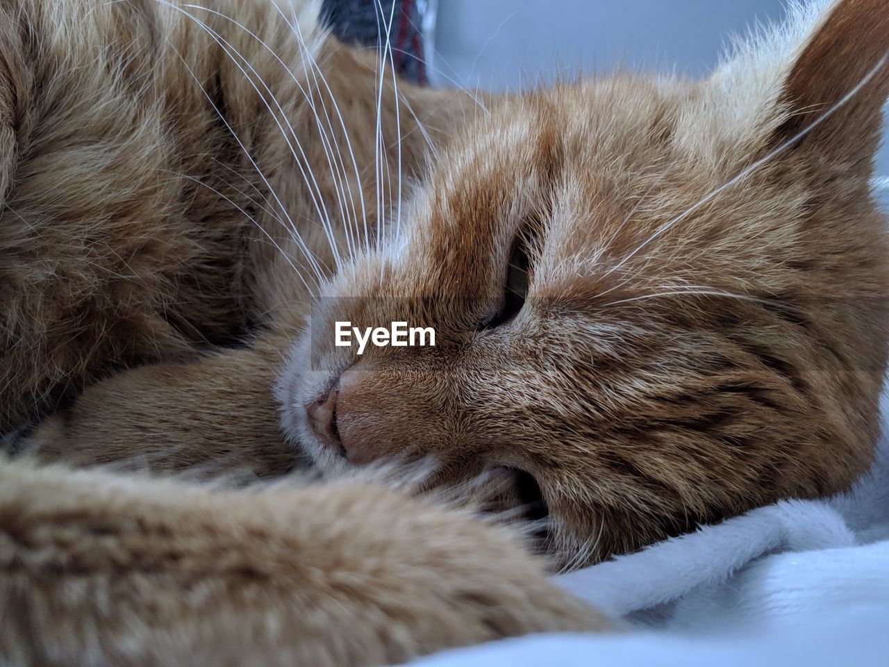 Close-up of a sleeping cat