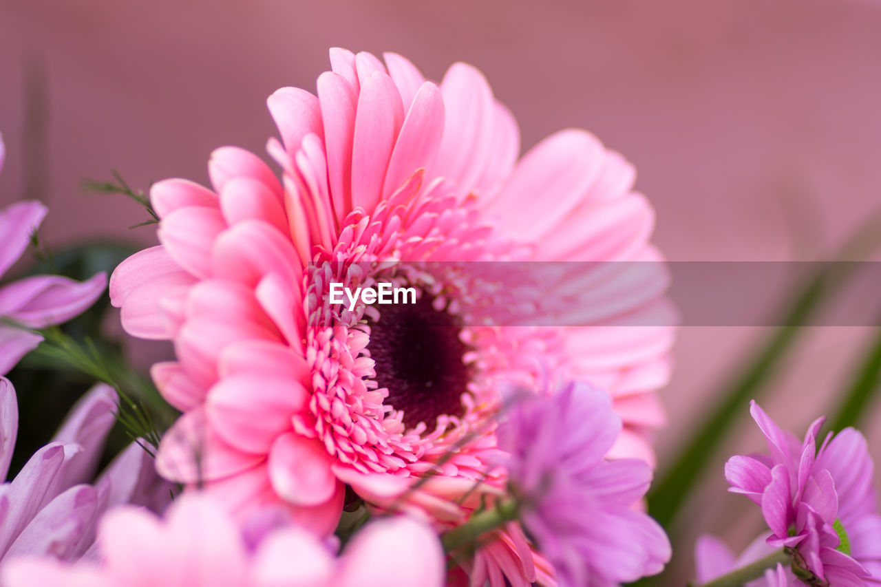 CLOSE-UP OF PINK FLOWER