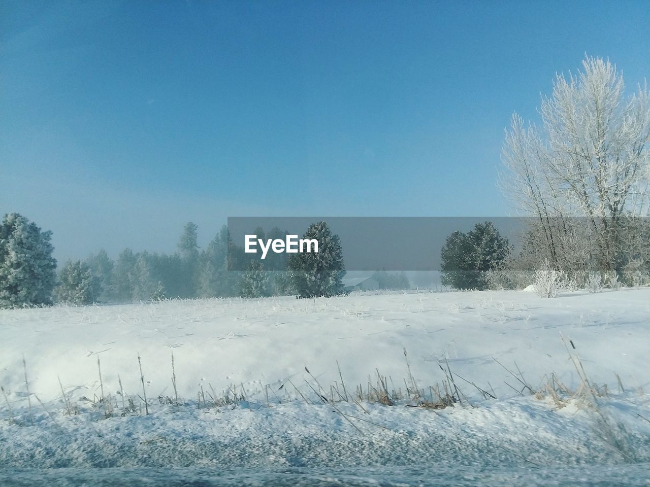 TREES ON FIELD AGAINST CLEAR SKY