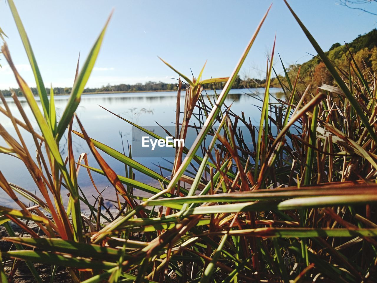 CLOSE-UP OF GRASS GROWING IN FIELD