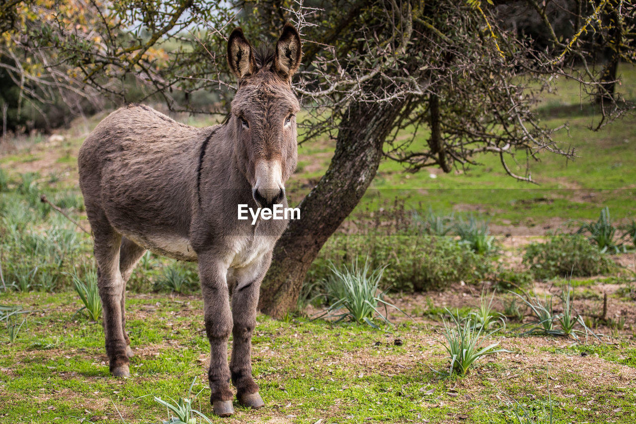 Portrait of donkey standing on land