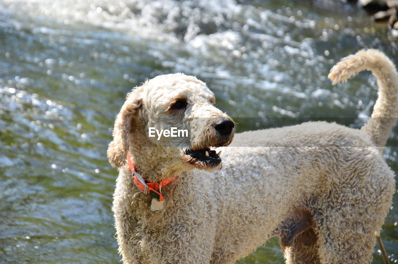 CLOSE-UP OF A DOG IN THE WATER