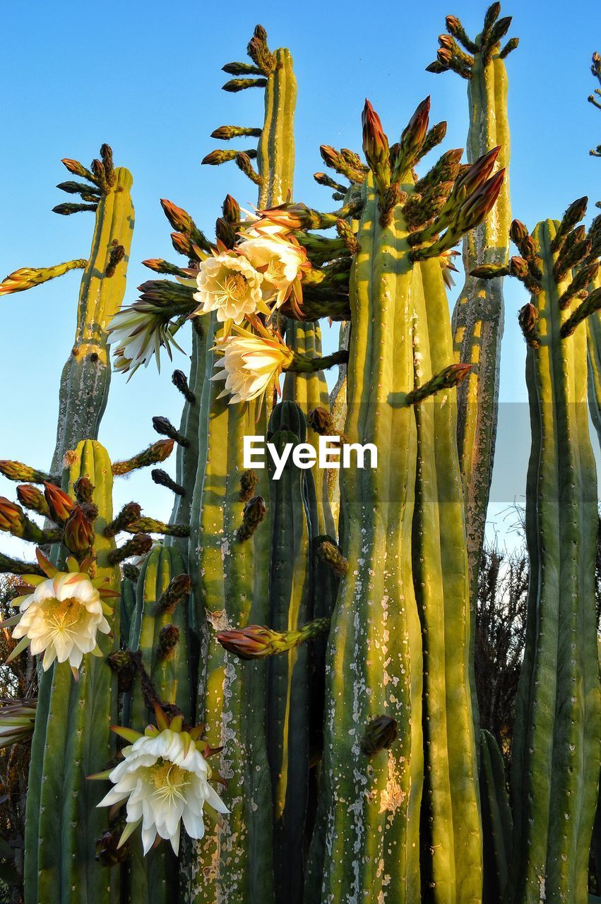 Cactus in flower