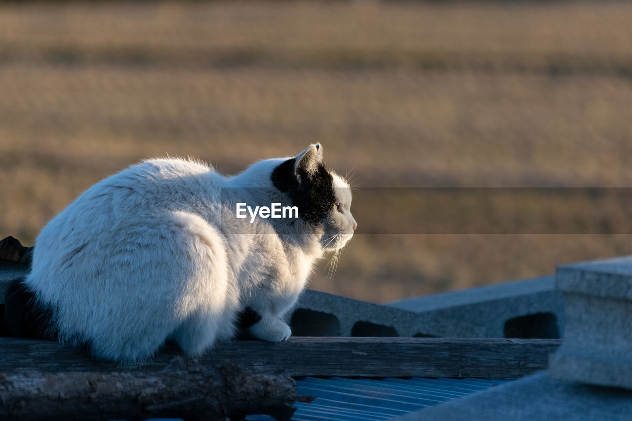 SIDE VIEW OF A WHITE CAT