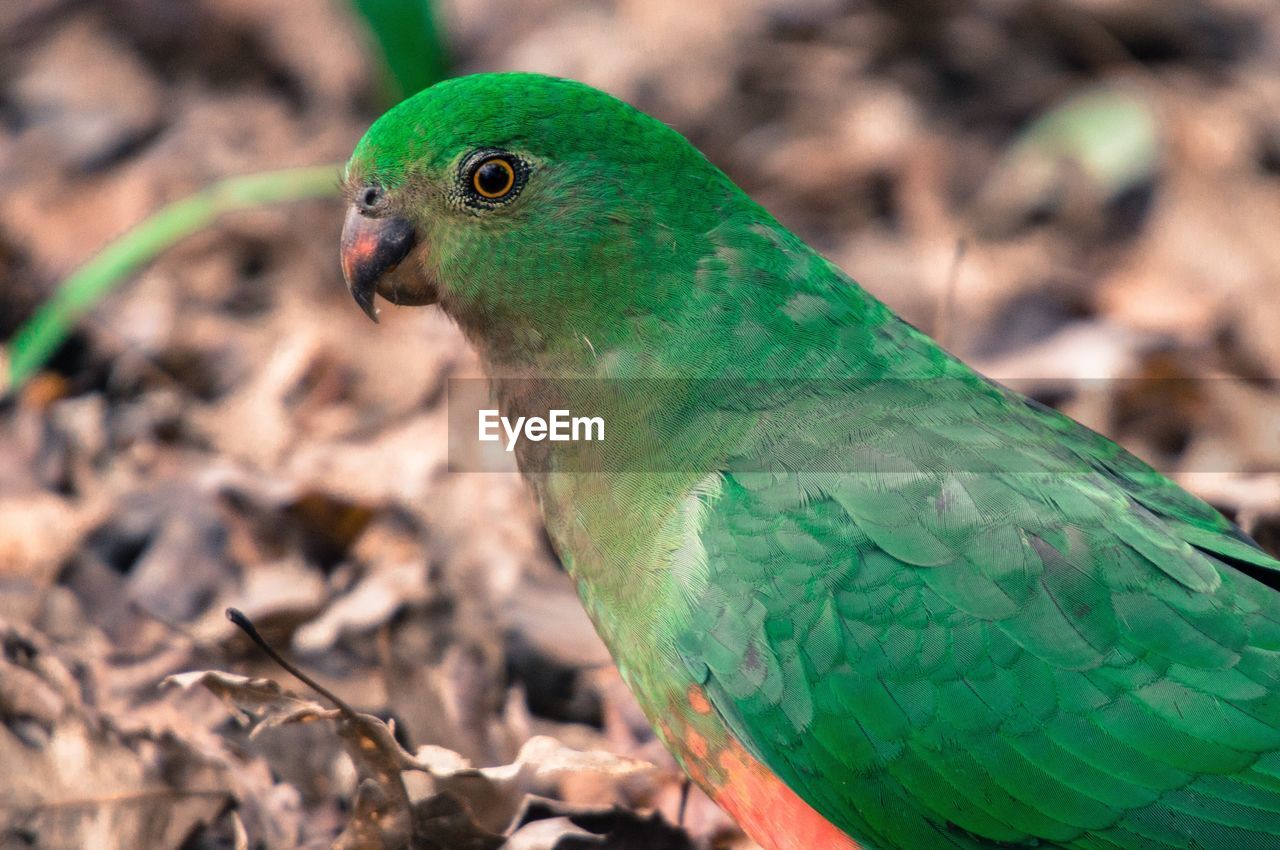 Close-up of parrot perching on leaf