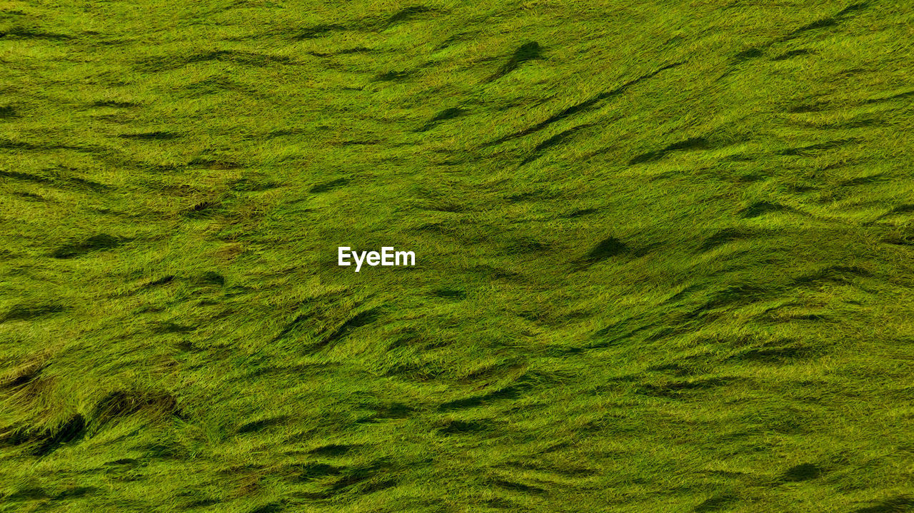 Aerial view of green rice field texture background. rice plants bend down to cover ground 