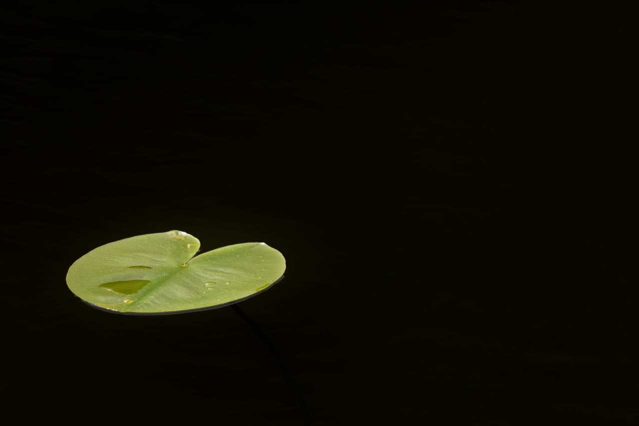 Close-up of water lily leaf brightly lit by sunlight floating on water / over dark background
