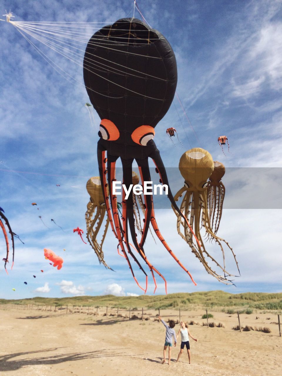 Kite octopuses 