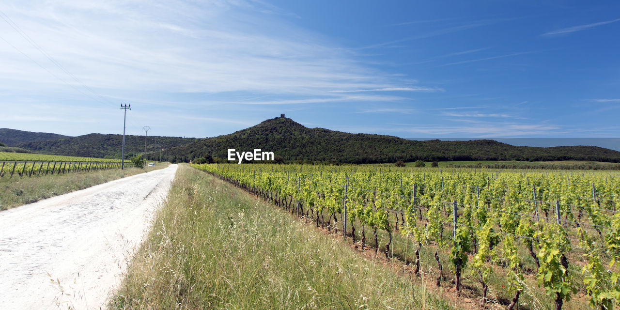 PANORAMIC VIEW OF AGRICULTURAL FIELD AGAINST SKY