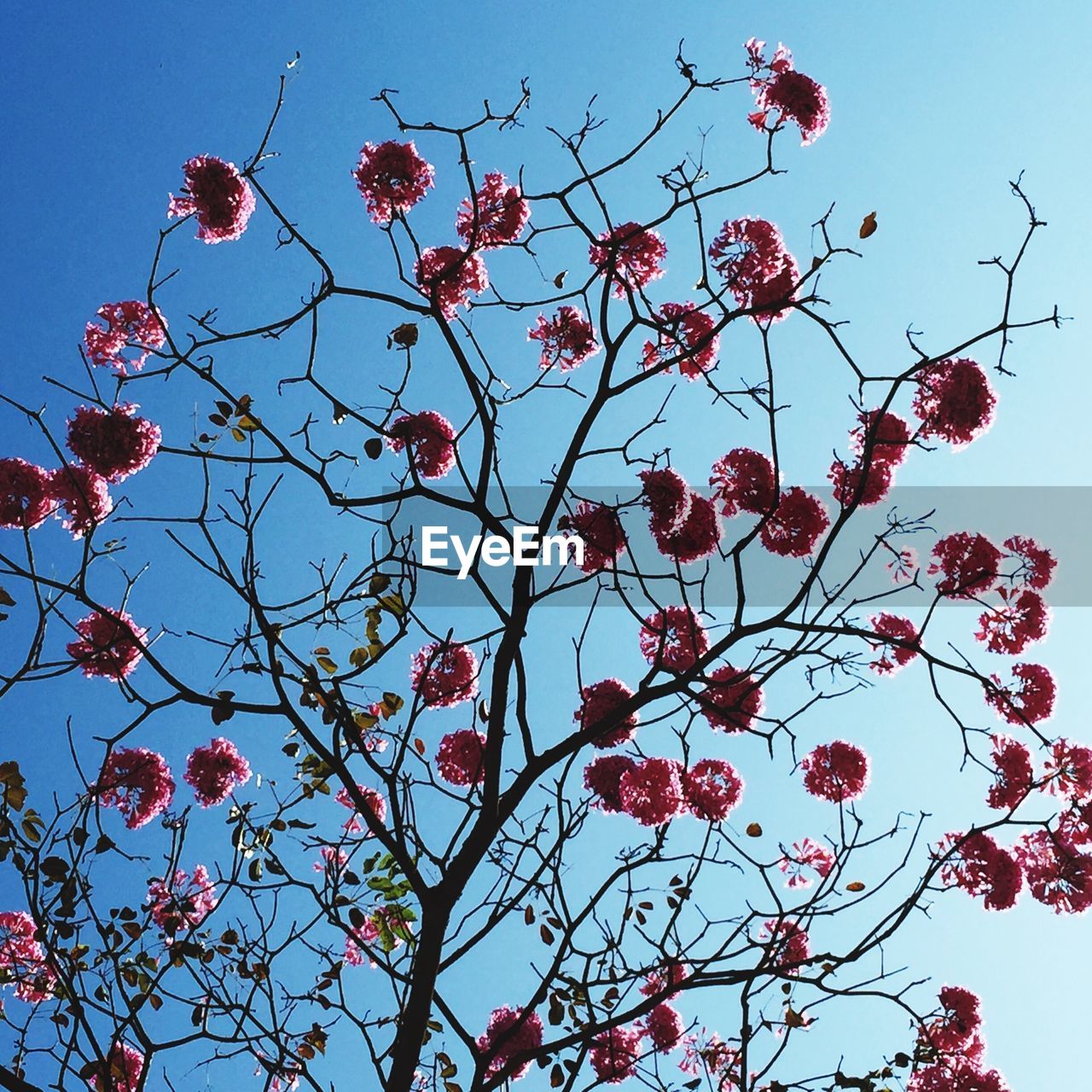 Low angle view of flowering tree against clear blue sky