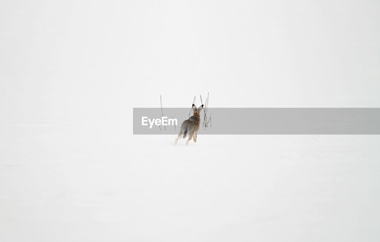 high angle view of dogs on snow