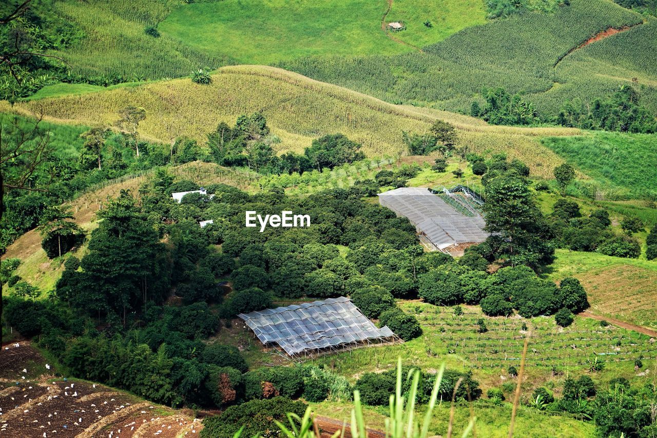 HIGH ANGLE VIEW OF GREEN LANDSCAPE WITH RICE