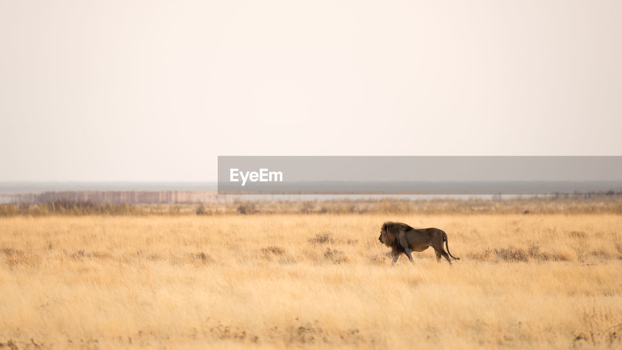 VIEW OF A HORSE IN FIELD