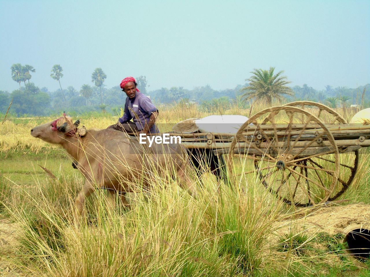 Man riding on bullock cart against sky