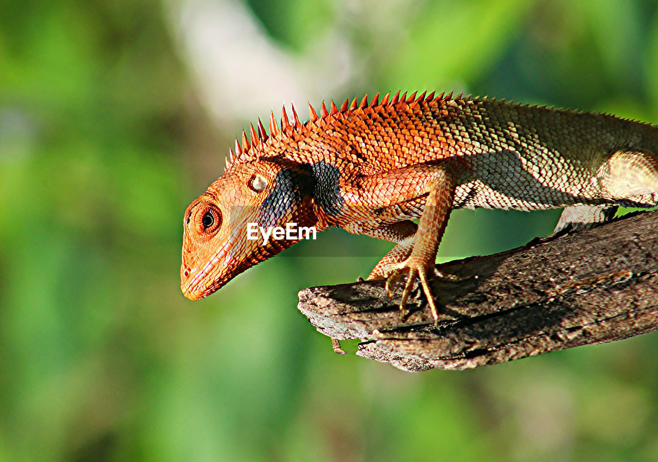 Close-up of a lizard