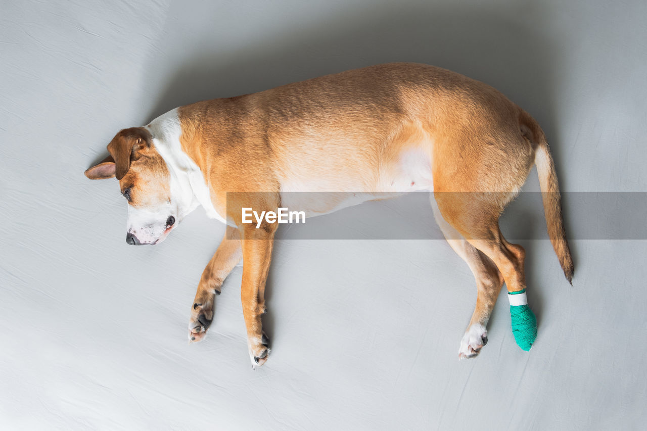 Dog lays on the side with leg in medical bandage. wounded pets, trauma, hurt paw, veterinary concept