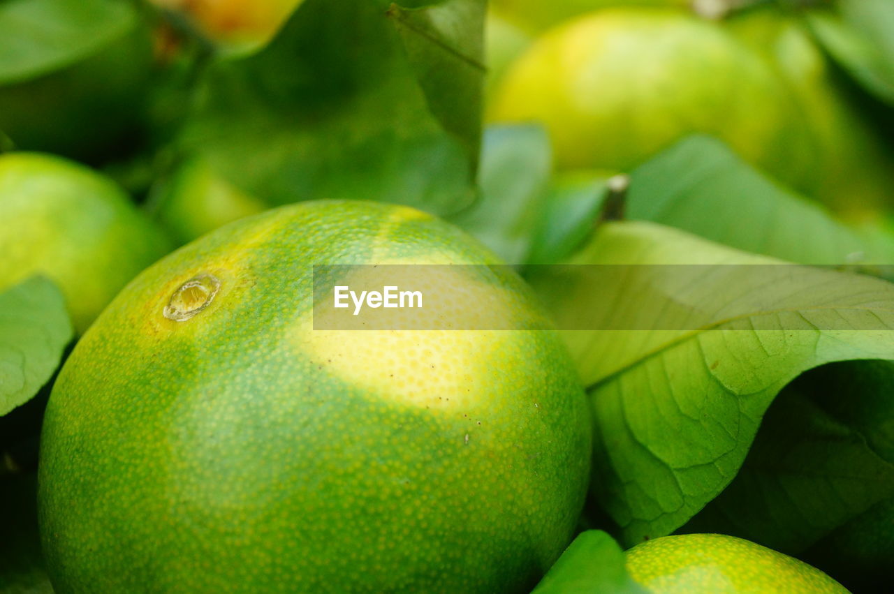 FULL FRAME SHOT OF GREEN FRUIT