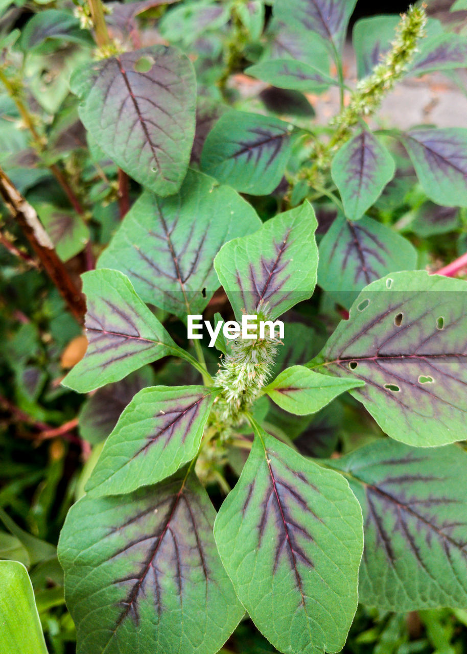 FULL FRAME SHOT OF LEAVES