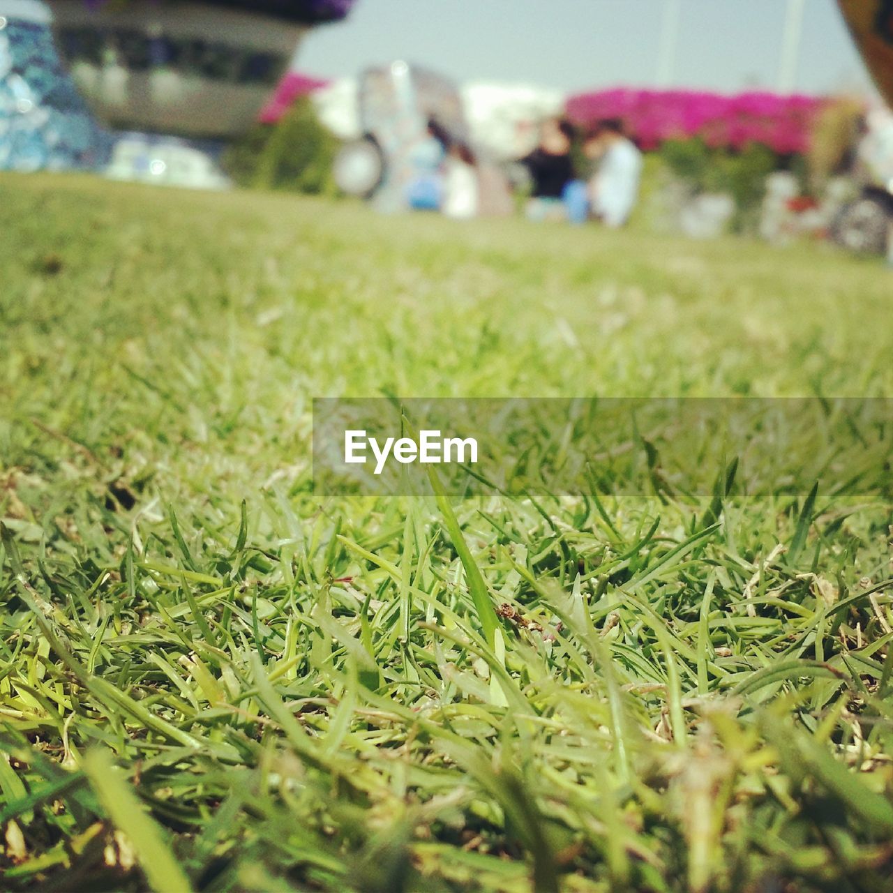 grass, lawn, green, plant, flower, nature, selective focus, day, field, land, leaf, outdoors, growth, meadow, close-up