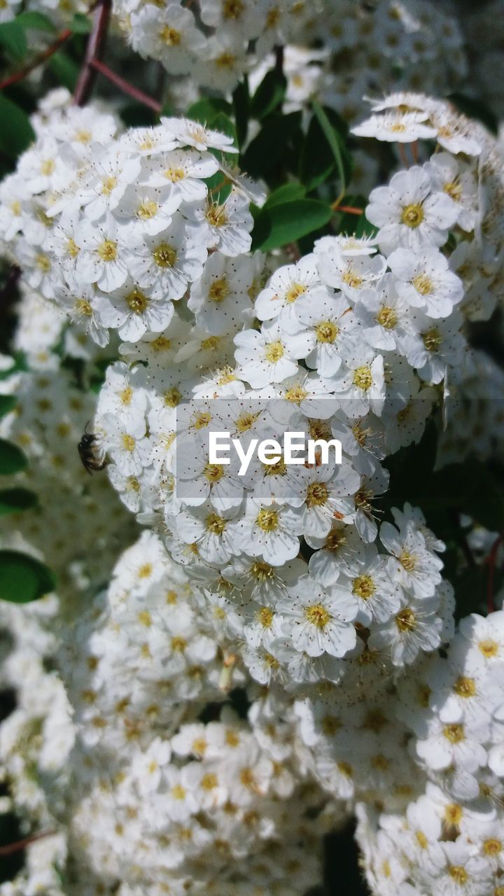 CLOSE-UP OF WHITE FLOWERS BLOOMING OUTDOORS