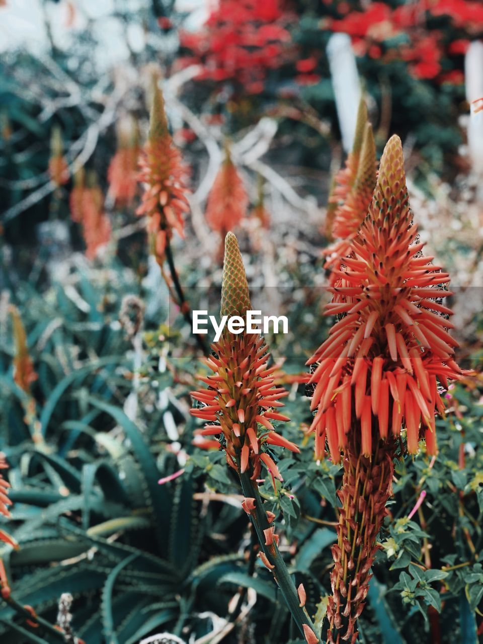 Close-up of red flowering plants