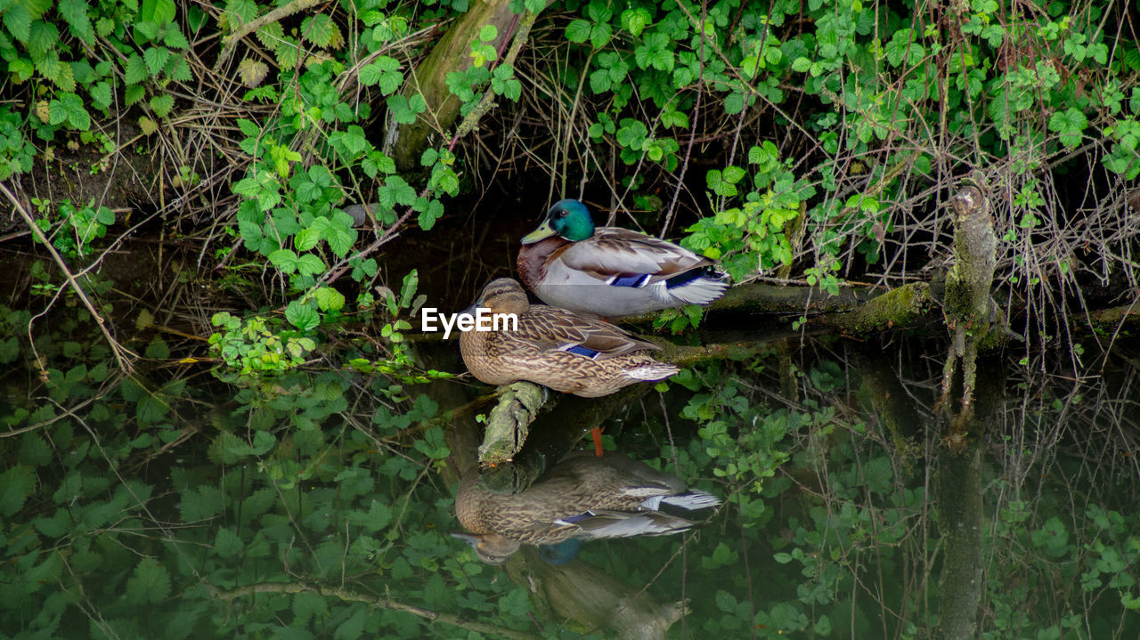 Mallard duck ducks on lake pond drakes and hens low level close up view