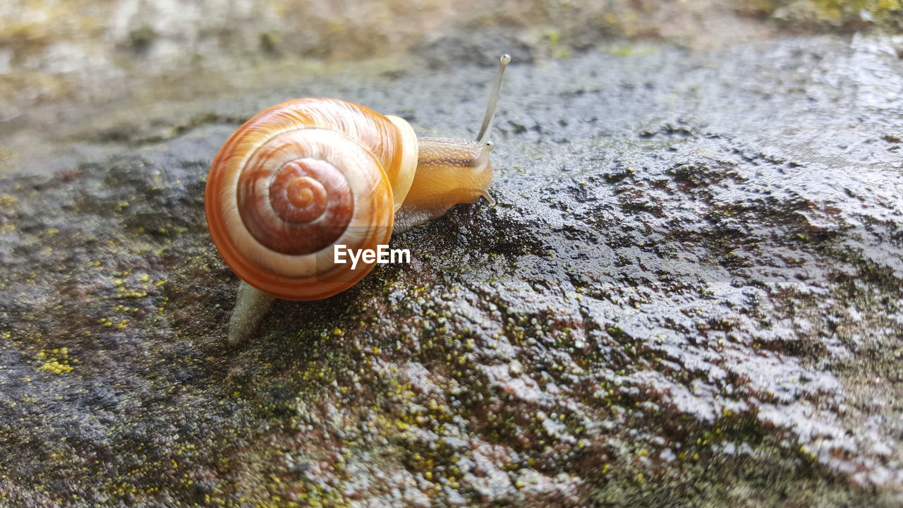 Close-up of snail on wet rock