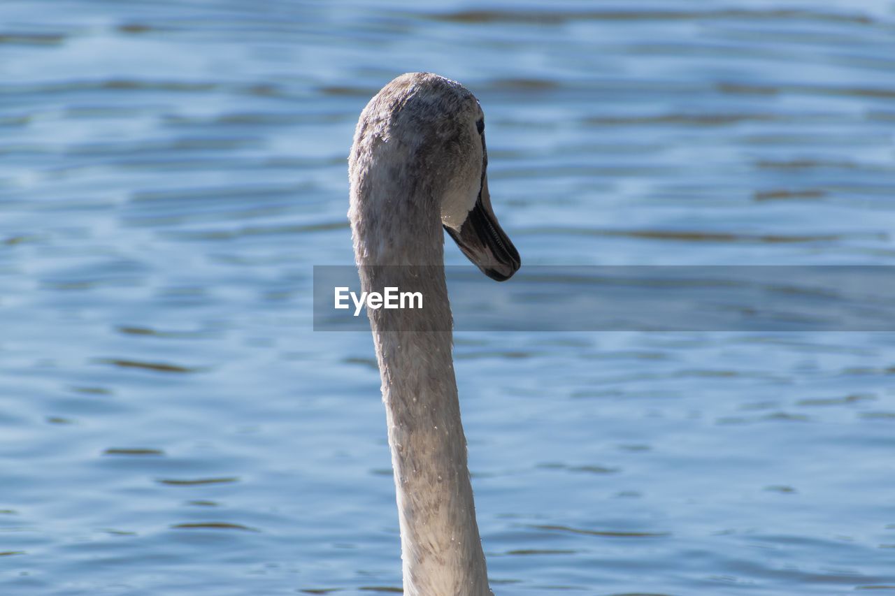 Swan on a lake