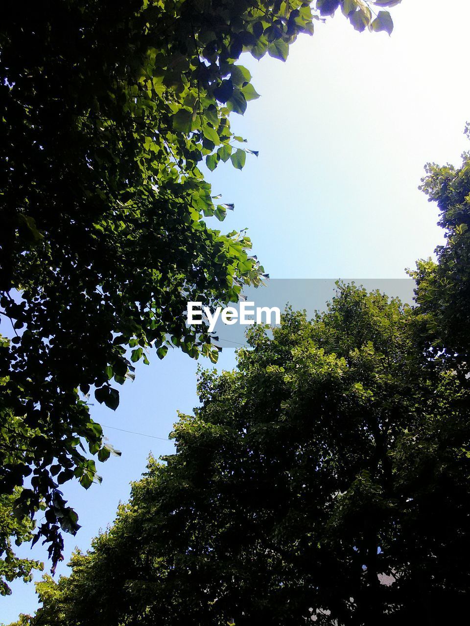 Low angle view of trees against sky