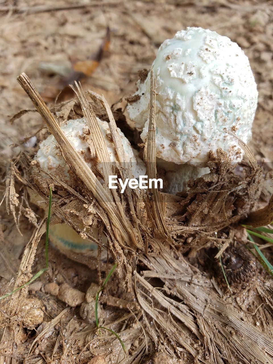 CLOSE-UP OF DEAD PLANT IN NEST