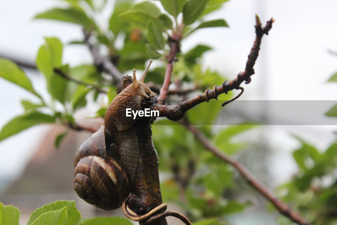 CLOSE-UP OF SNAIL ON TREE AGAINST PLANTS