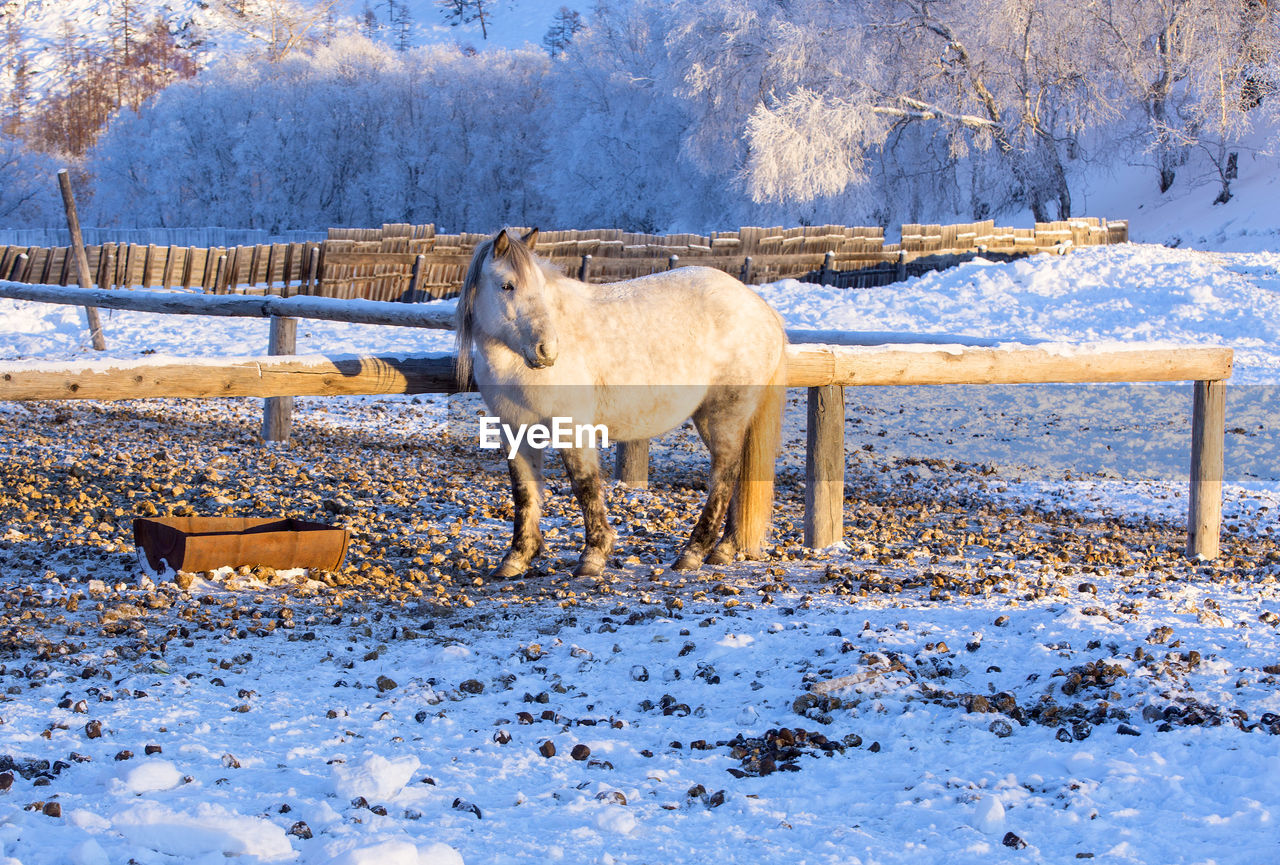 Horses on a farm in the frosty winter evening at sunset